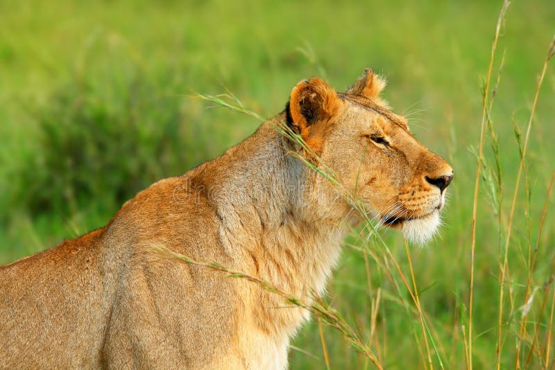 Lioness africano selvaggio fotografia stock libera da diritti Lioness africano selvaggio fotografia stock libera da diritti