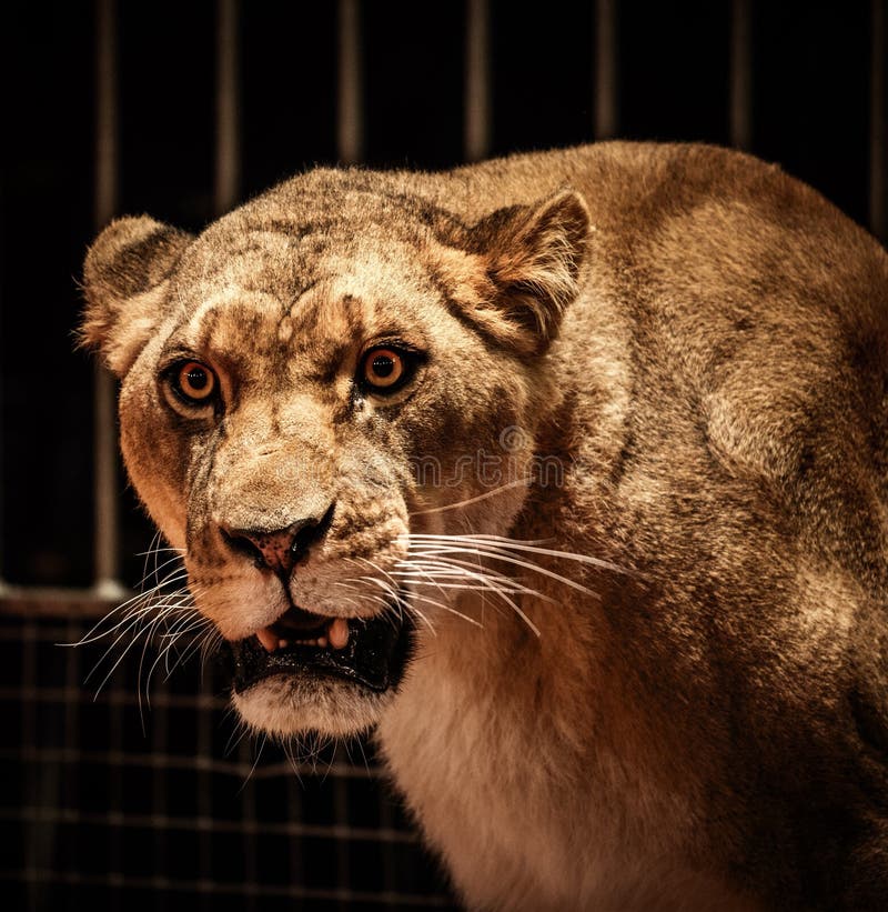 Close-up shot of lioness. Close-up shot of lioness