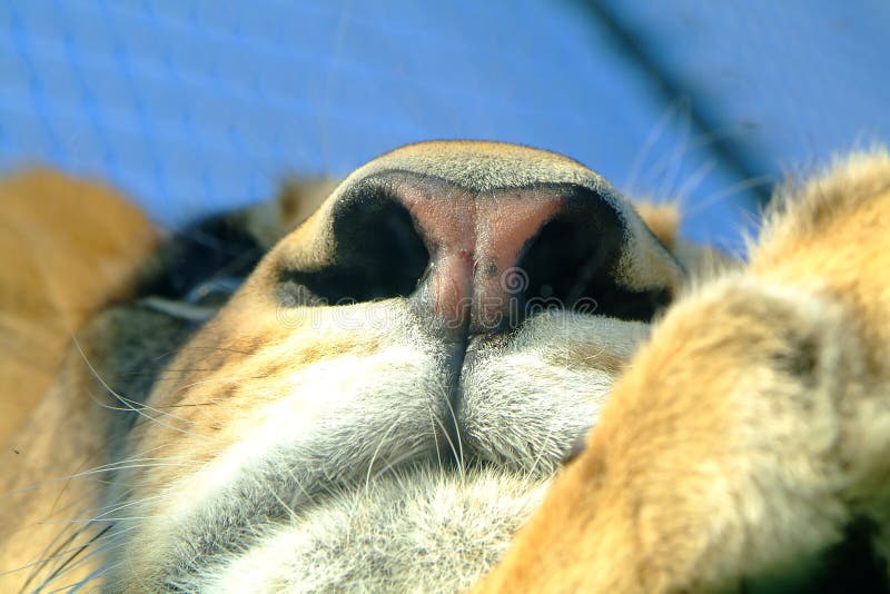 Lioness close-up