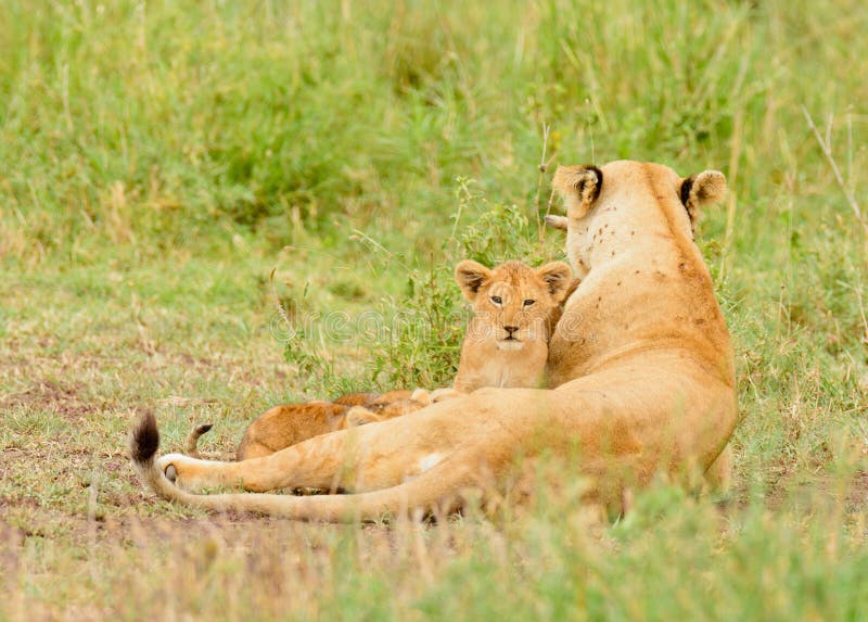Lioness with cubs nursing stock image. Image of diurnal - 136401143