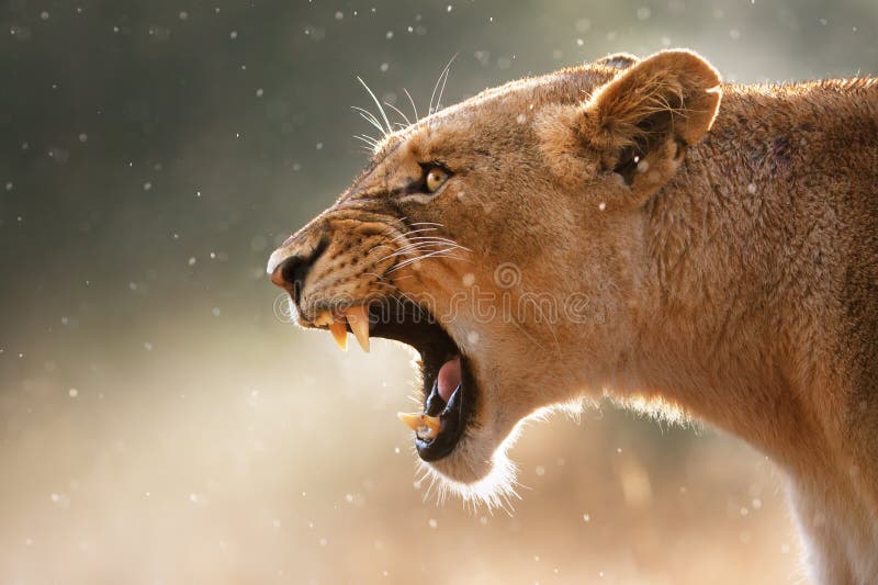 Lioness displays dangerous teeth during light rainstorm - Kruger National Park - South Africa. Lioness displays dangerous teeth during light rainstorm - Kruger National Park - South Africa