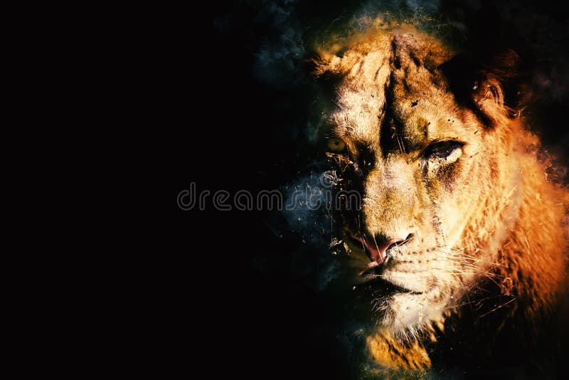 Fierce lioness predator on black background