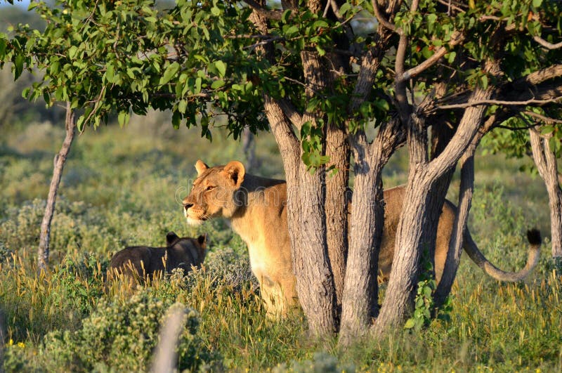 Lioness in Etosha nat.park