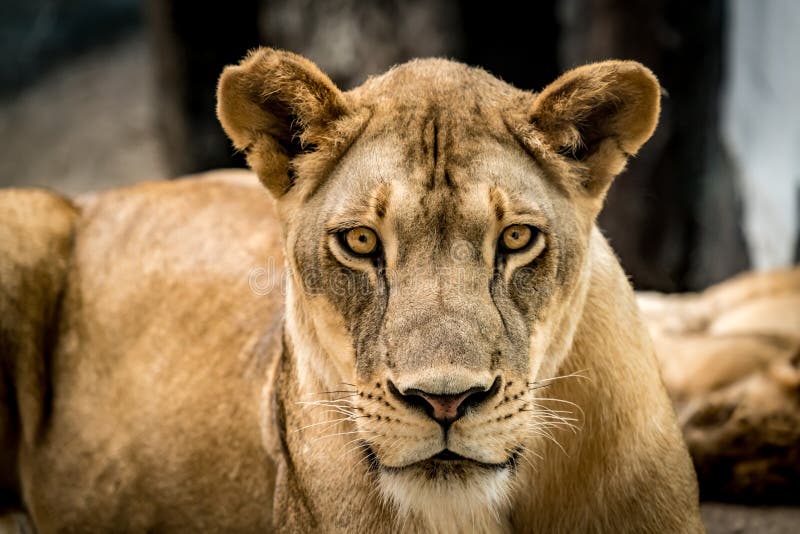 lioness face lioness face