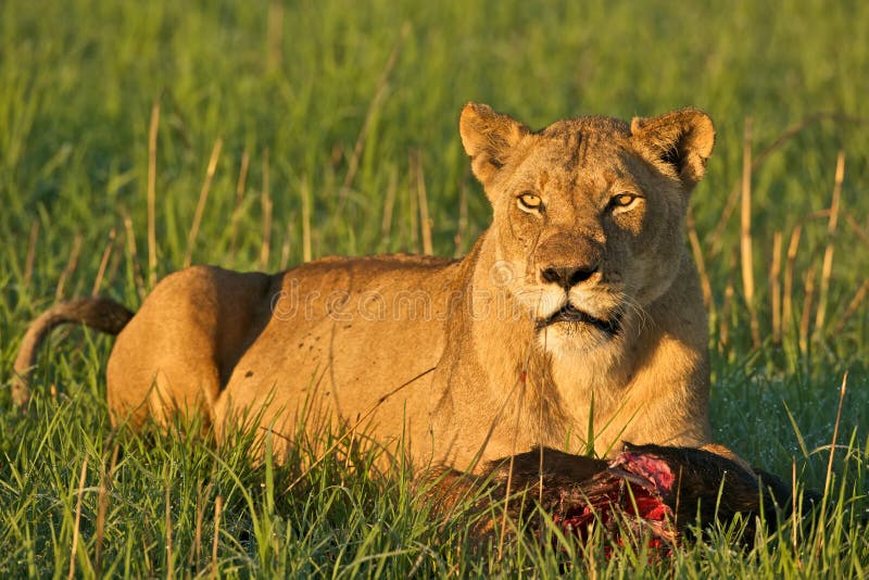 Lioness with food stock photos