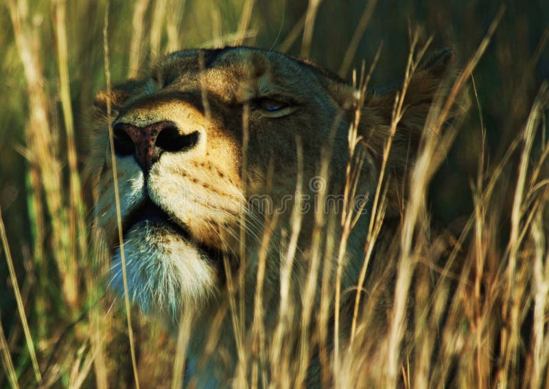 Lioness is peering through the grass. Lioness is peering through the grass