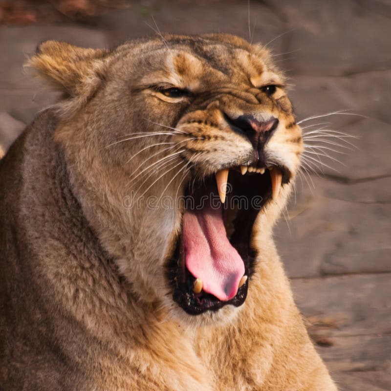 Lioness is a strong and beautiful animal, demonstrates emotions