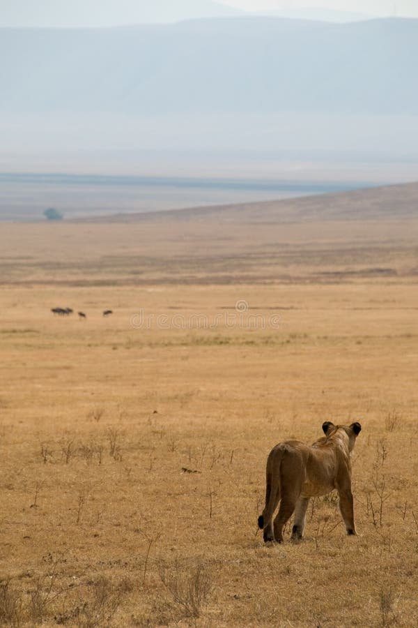 Lioness Hunting