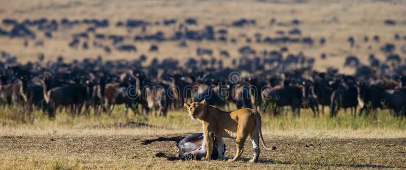 Lioness Killed Wildebeest. Great Migration. Kenya. Tanzania. Masai Mara  National Park Stock Image - Image of river, effect: 79856023
