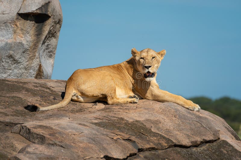 Lioness lies on rock with open mouth