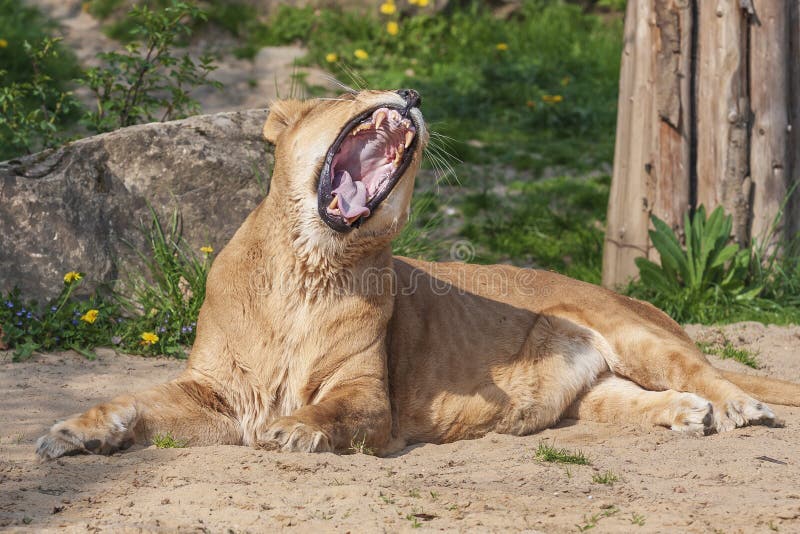 The lioness lies in the sun and has an open mouth where his teeth are visible