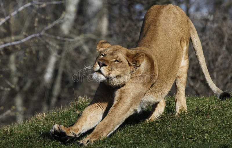 Půvabný lvice přetažením na tráva.