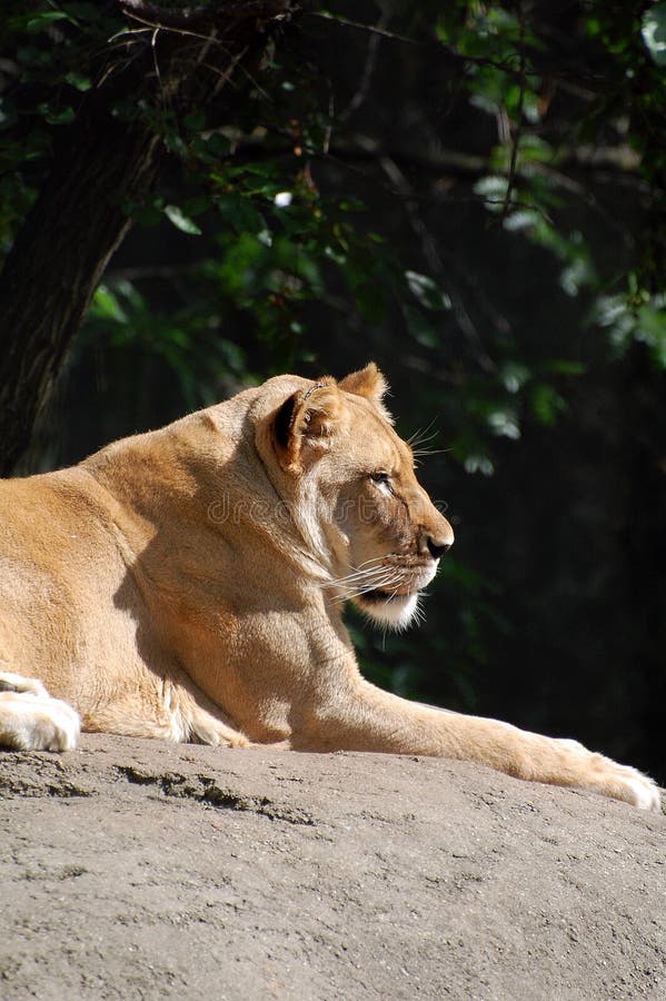 Lioness lying on rock royalty free stock photo Lioness lying on rock royalty free stock photo