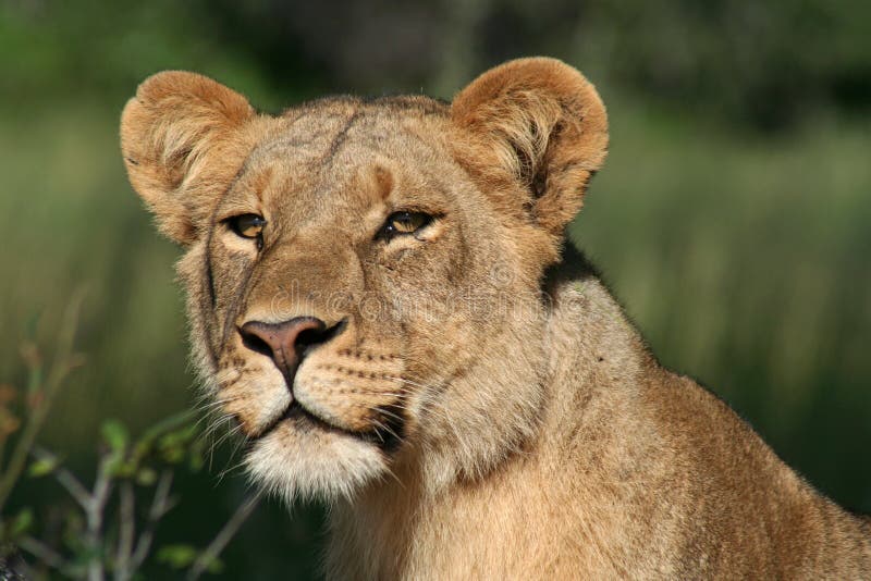 Lioness of the Okavango royalty free stock photos Lioness of the Okavango royalty free stock photos
