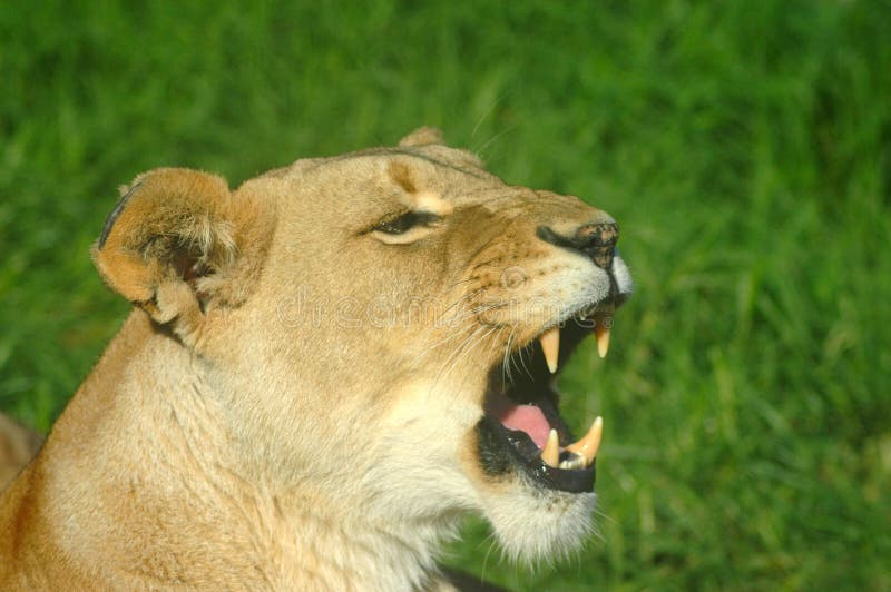 Side portrait of lioness with open mouth baring teeth; green grass in background.