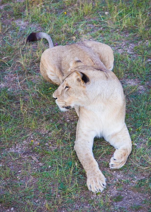 Lioness with an open mouth close up