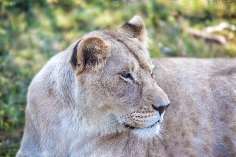 Lioness with an open mouth close up