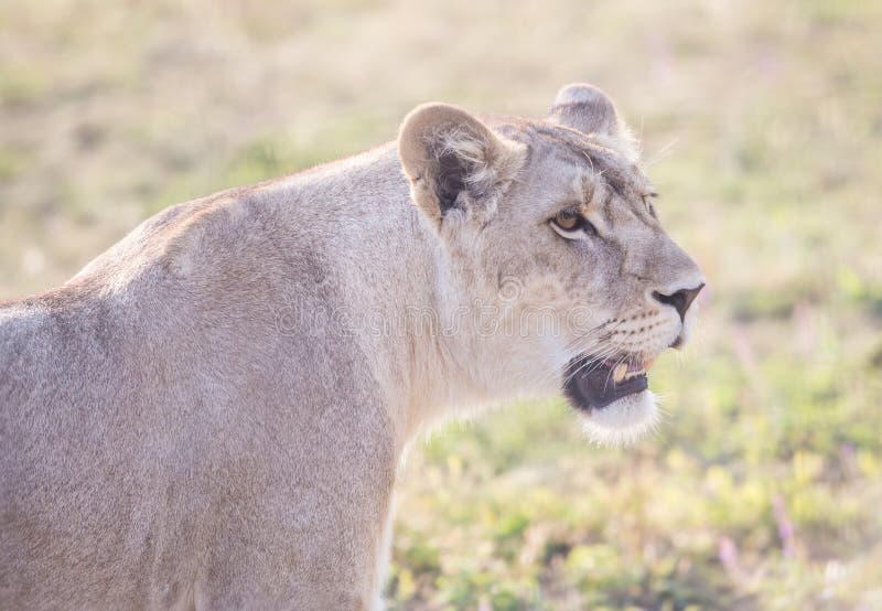 Lioness with an open mouth close up