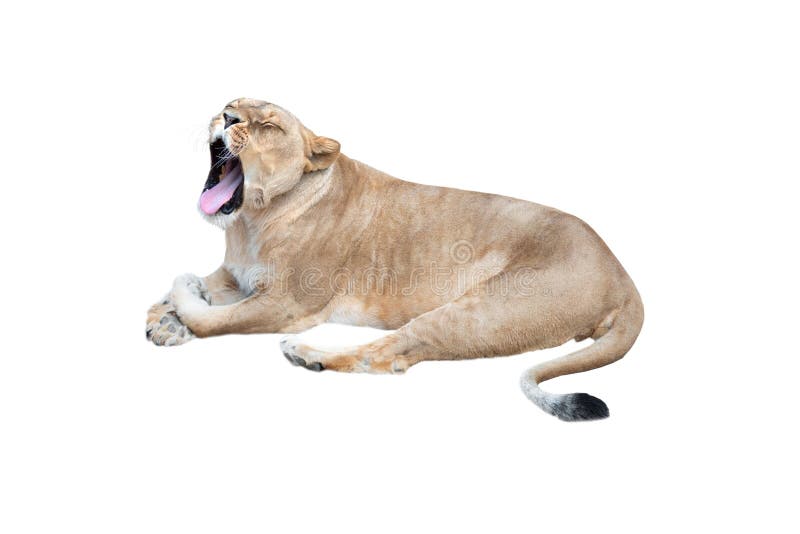 Lioness with open mouth  on white background