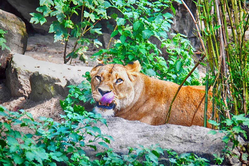 lioness with open mouth in the thicket fragment