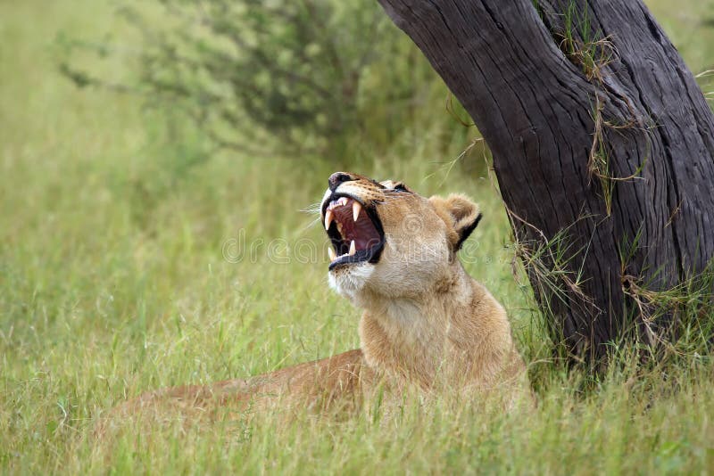 The Transvaal lion Panthera leo krugeri also known as the Southeast African lion .Lioness lying under a tree with open mouth. The Transvaal lion Panthera leo krugeri also known as the Southeast African lion .Lioness lying under a tree with open mouth.