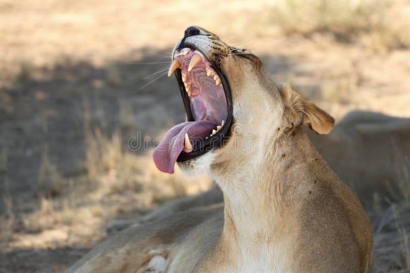 The Lioness Panthera leo  in Kalahari desert lying in the shade with open mouth and big teeth. Dry bush in background. Lioness portrait up to close. The Lioness Panthera leo  in Kalahari desert lying in the shade with open mouth and big teeth. Dry bush in background. Lioness portrait up to close.