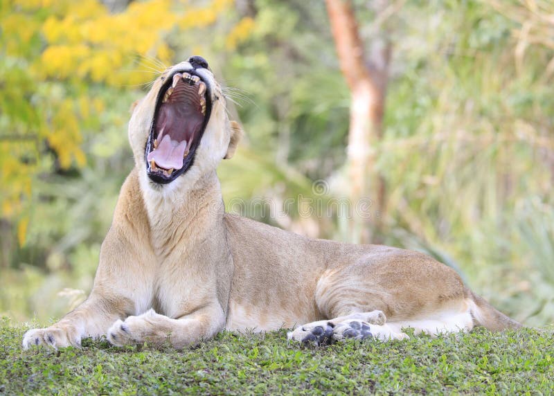 Lioness portrait laying on the grass with open mouth, with green and yellow background