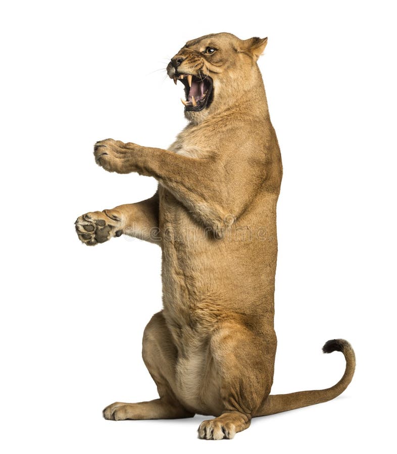Lioness roaring, sitting on hind legs, Panthera leo, 10 years old, isolated on white