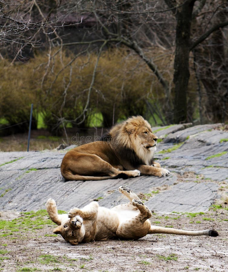 Lioness rolling for lion royalty free stock photo Lioness rolling for lion royalty free stock photo