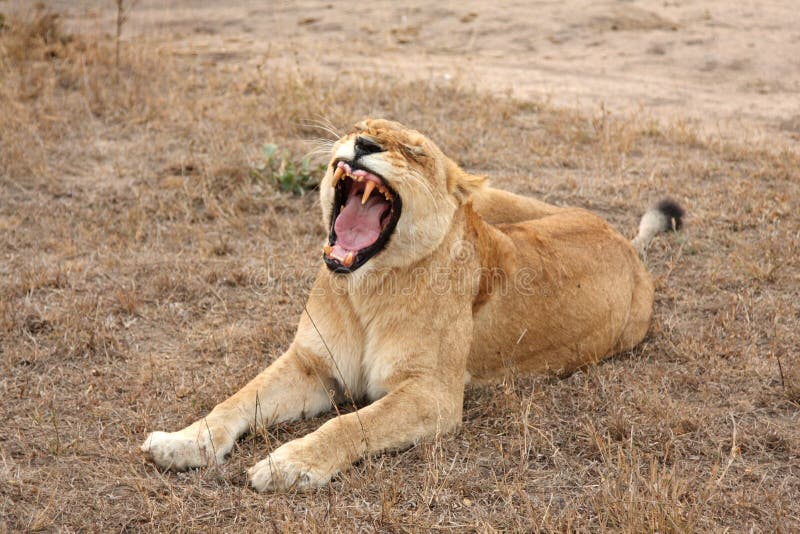 Lioness in Sabi Sands