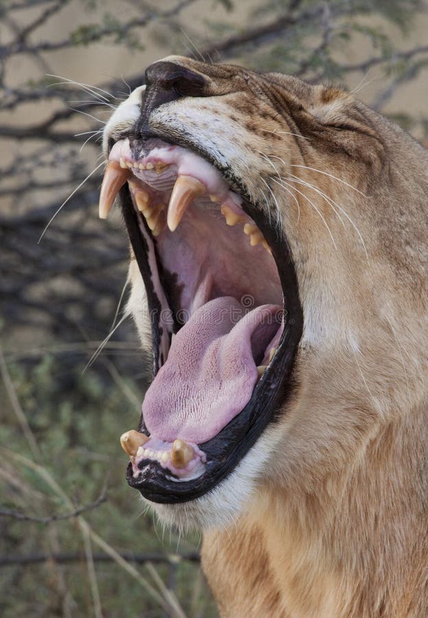 A mature lioness (Panthera leo) in the Savuti Region of Botswana. A mature lioness (Panthera leo) in the Savuti Region of Botswana