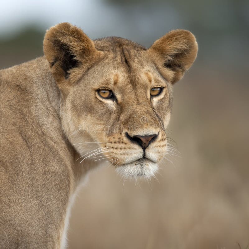 Lioness in Serengeti, Tanzania, Africa fotografia stock libera da diritti Lioness in Serengeti, Tanzania, Africa fotografia stock libera da diritti