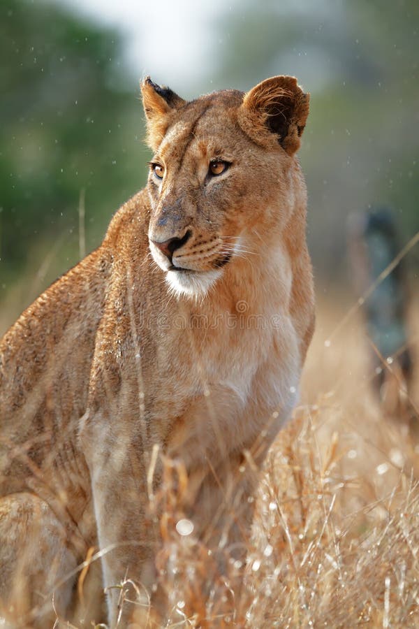 Львица с ливнями. Lioness 8n the Rain. Мокрая львица фото. Львицы с туловищем. Lioness in the rain