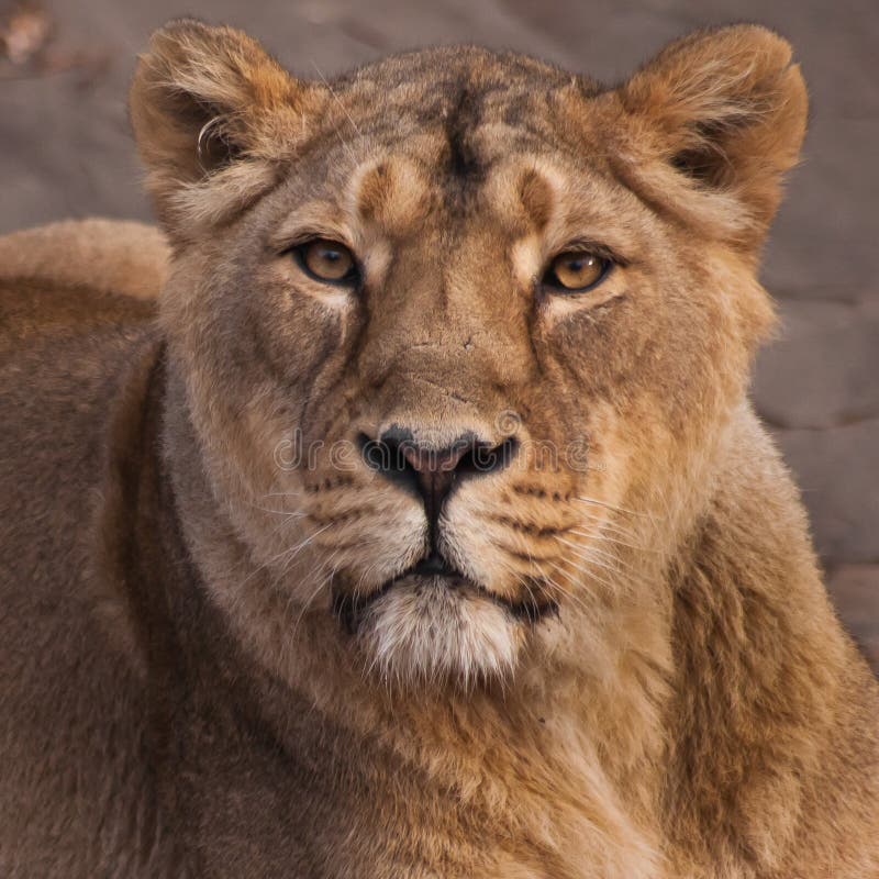 Lioness is a strong and beautiful animal, demonstrates emotions