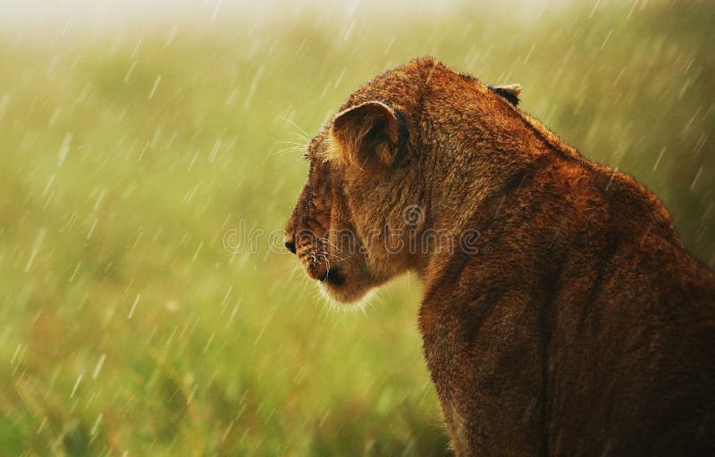 Lioness sotto pioggia nel selvaggio