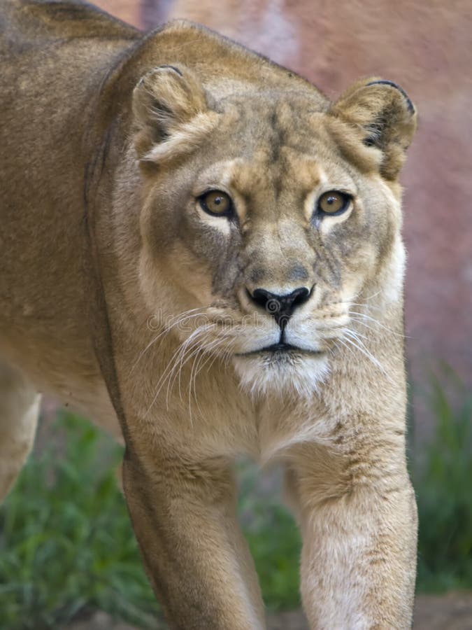 Lioness Stalking