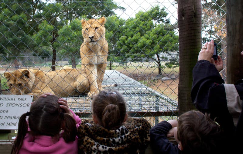 A lioness waits for feeding time watched children