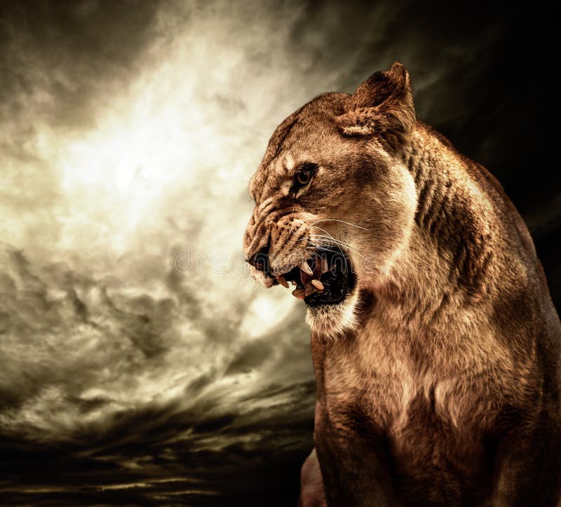 Roaring lioness against stormy sky. Roaring lioness against stormy sky