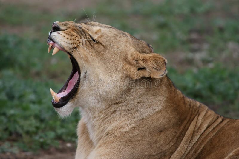 Lioness with mouth wide open showing fearsome teeth. Lioness with mouth wide open showing fearsome teeth