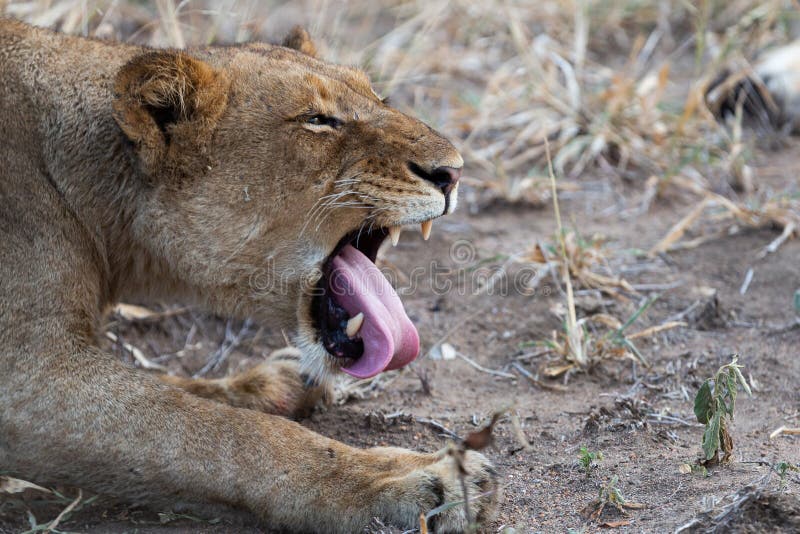 Male lion tongue stock image. Image of lion, handsome