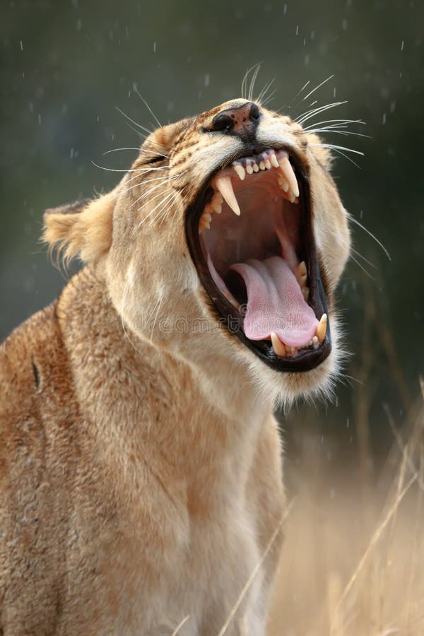 Lioness yawns during light rainstorm - Kruger National Park - South Africa