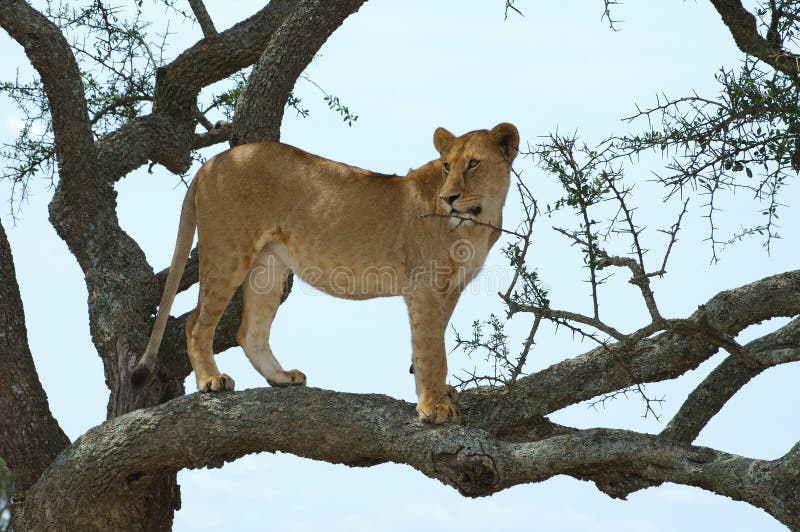 lionesstree arkivbilder lionesstree arkivbilder