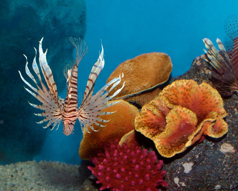 Lionfish