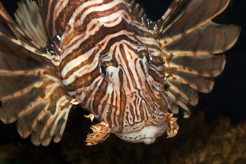 Lionfish imágenes de archivo libres de regalías Lionfish imágenes de archivo libres de regalías