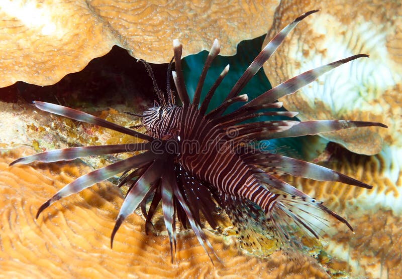 Lionfish stock images Lionfish stock images
