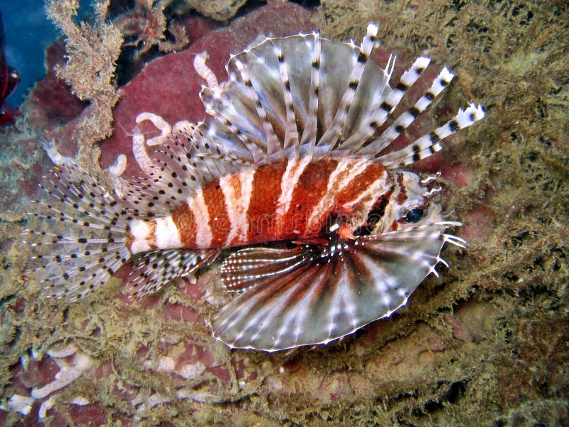 Lionfish