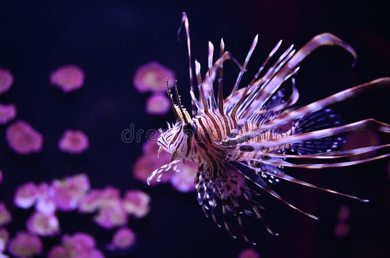 Lionfish