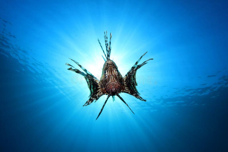 Lionfish