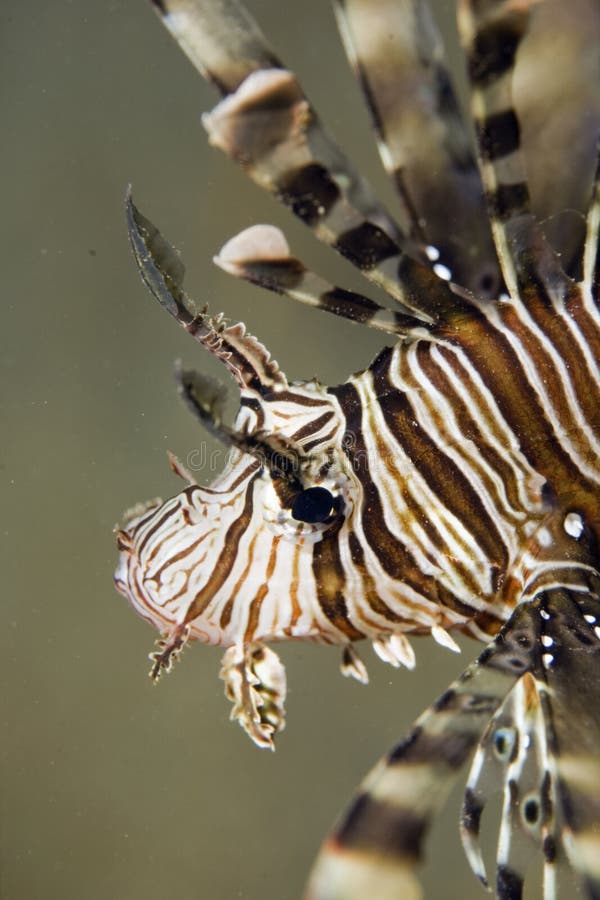 Lionfish