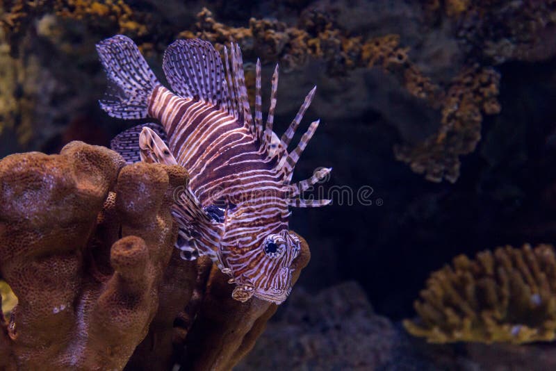 Lionfish coloré par eau du fond dans l'aquarium photo stock Lionfish coloré par eau du fond dans l'aquarium photo stock
